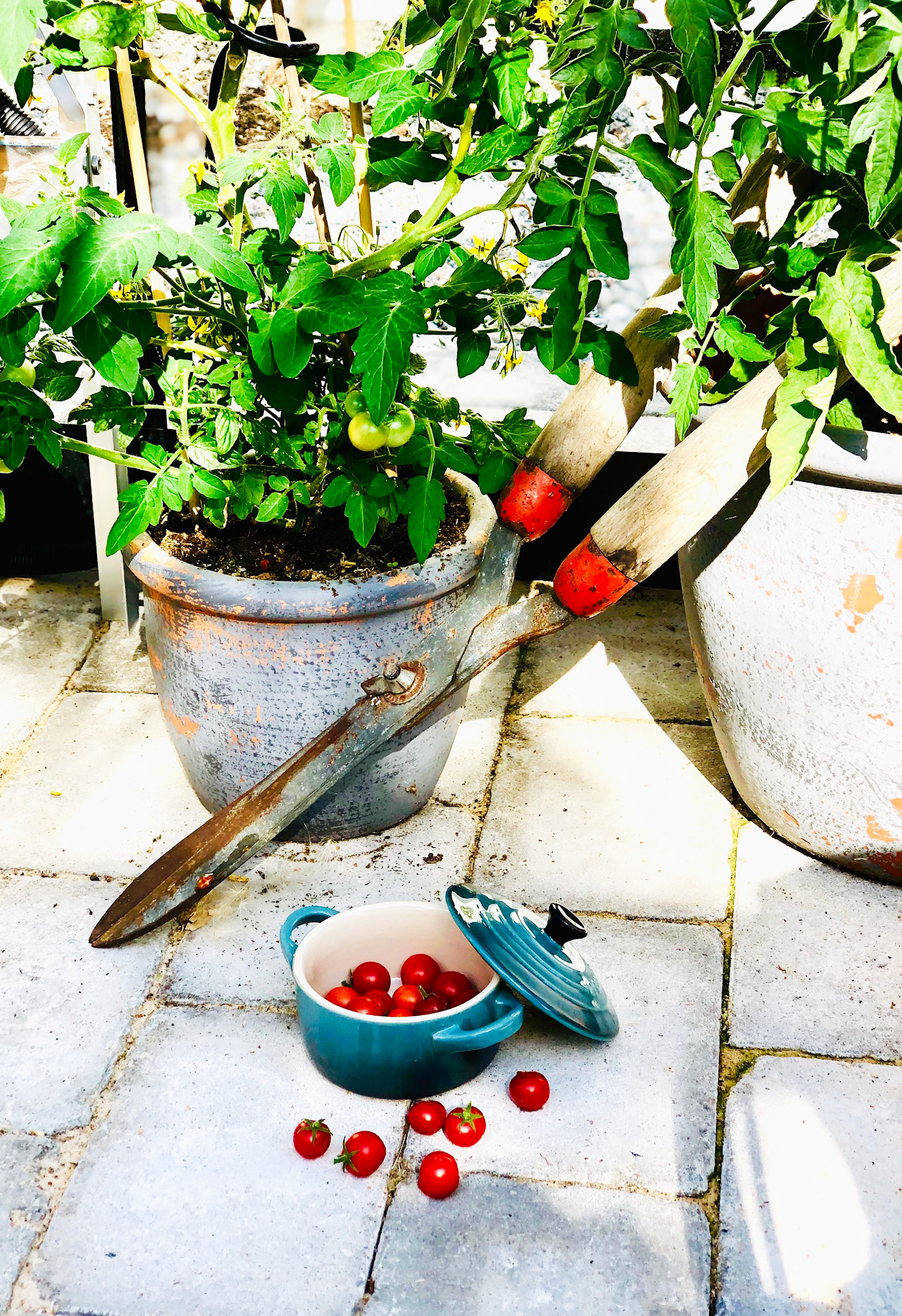 Körsbärstomater i växthuset