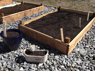 plantering-av-kryddor-8 - Vårtecken