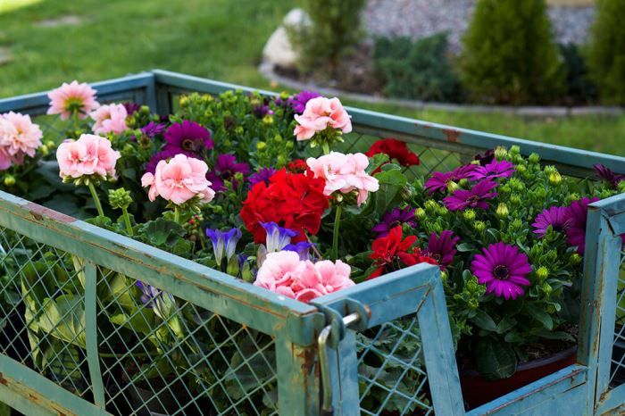 Plantering i trädgården