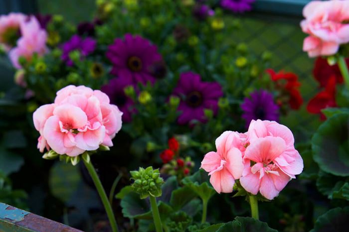 Plantering i trädgården