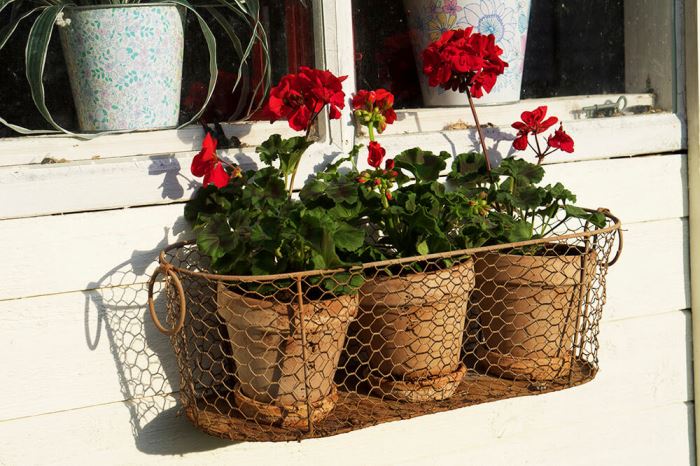 Plantering i trädgården