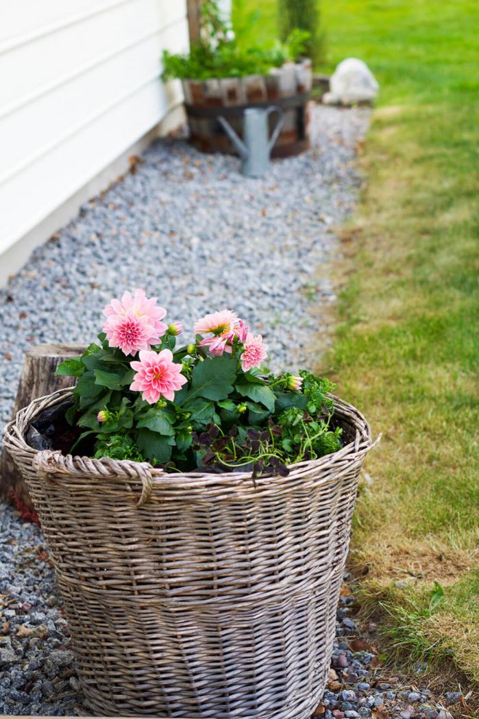 Plantering i trädgården