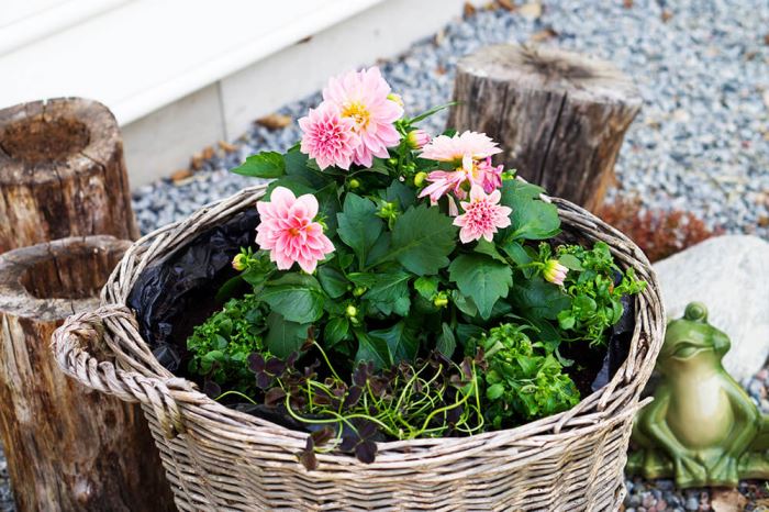 Plantering i trädgården