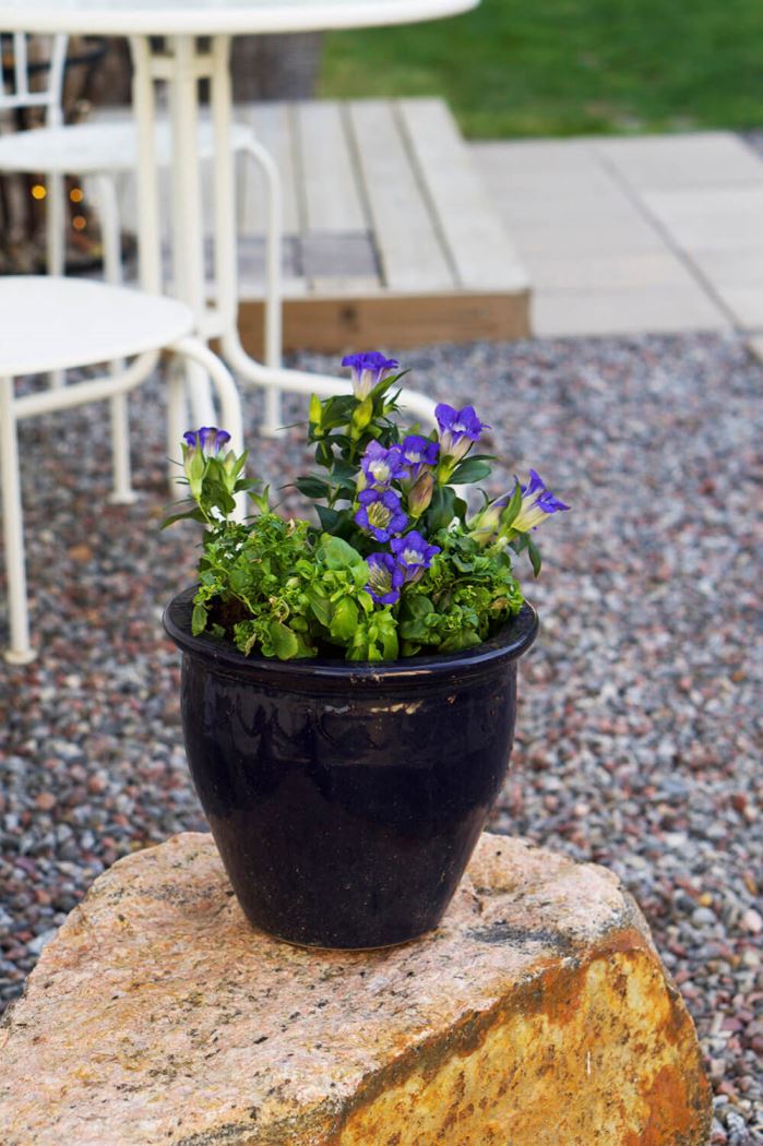 Plantering i trädgården