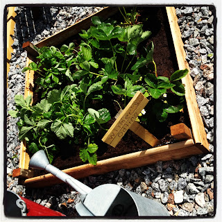 plantor-1 - En heldag i trädgården