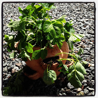 plantor-2 - En heldag i trädgården