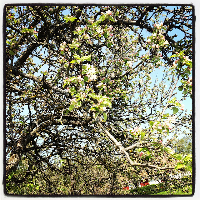 promenad-10 - Jag gick till stallet istället...