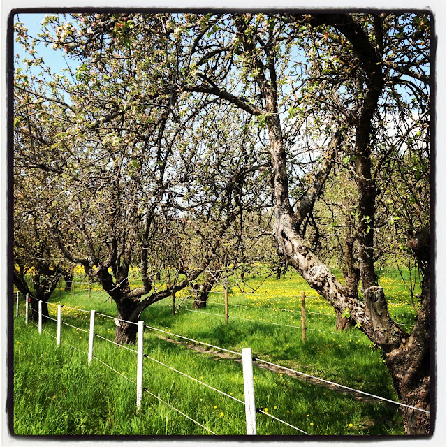 promenad-11 - Jag gick till stallet istället...