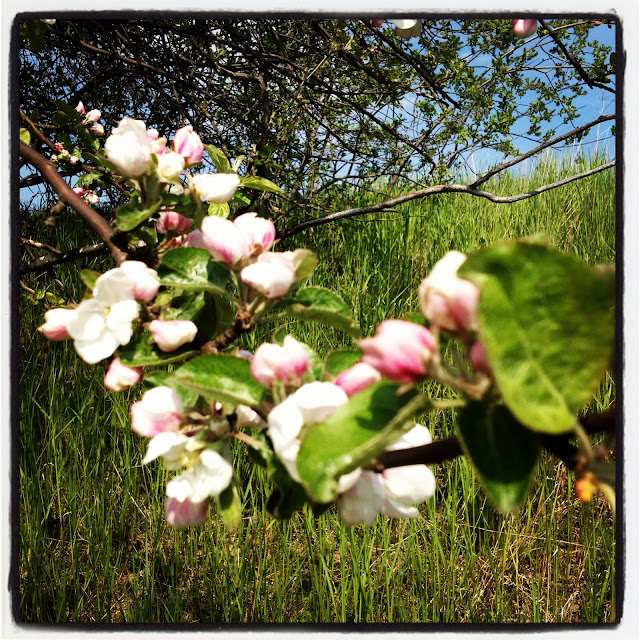 promenad-12 - Jag gick till stallet istället...