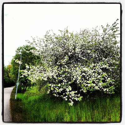 promenad-2-1 - Solen och sommaren ger mig mer träningslust