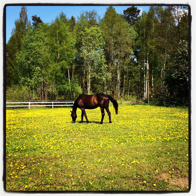 promenad-3 - Jag gick till stallet istället...