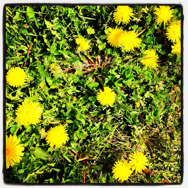 promenad-4 - Jag gick till stallet istället...