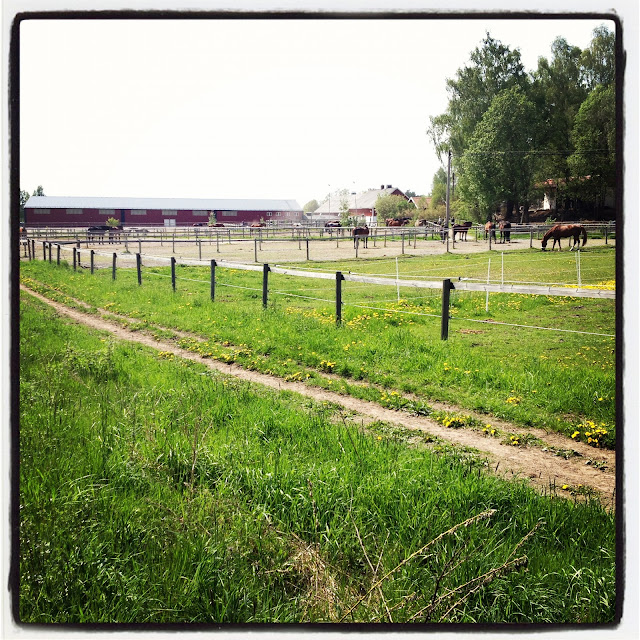 promenad-8 - Jag gick till stallet istället...