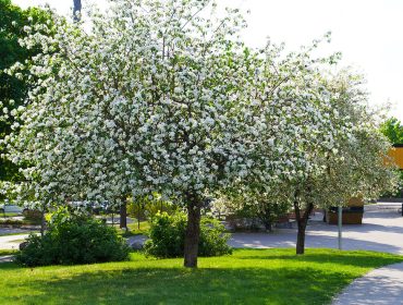 promenadvag-blommor-1