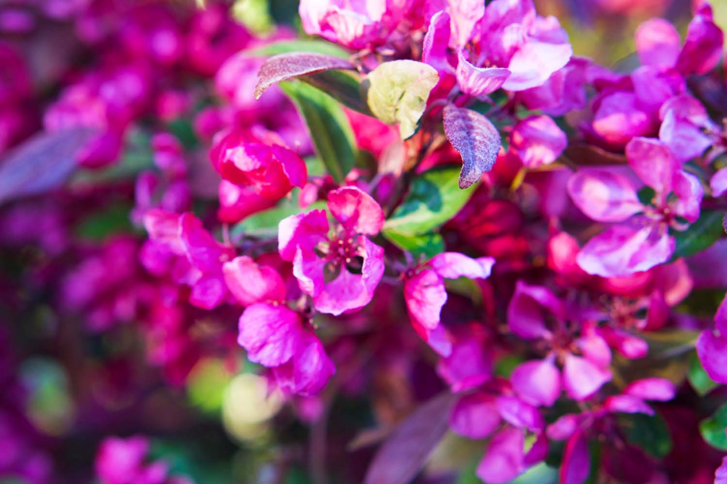 Purpurapel hemma hos oss