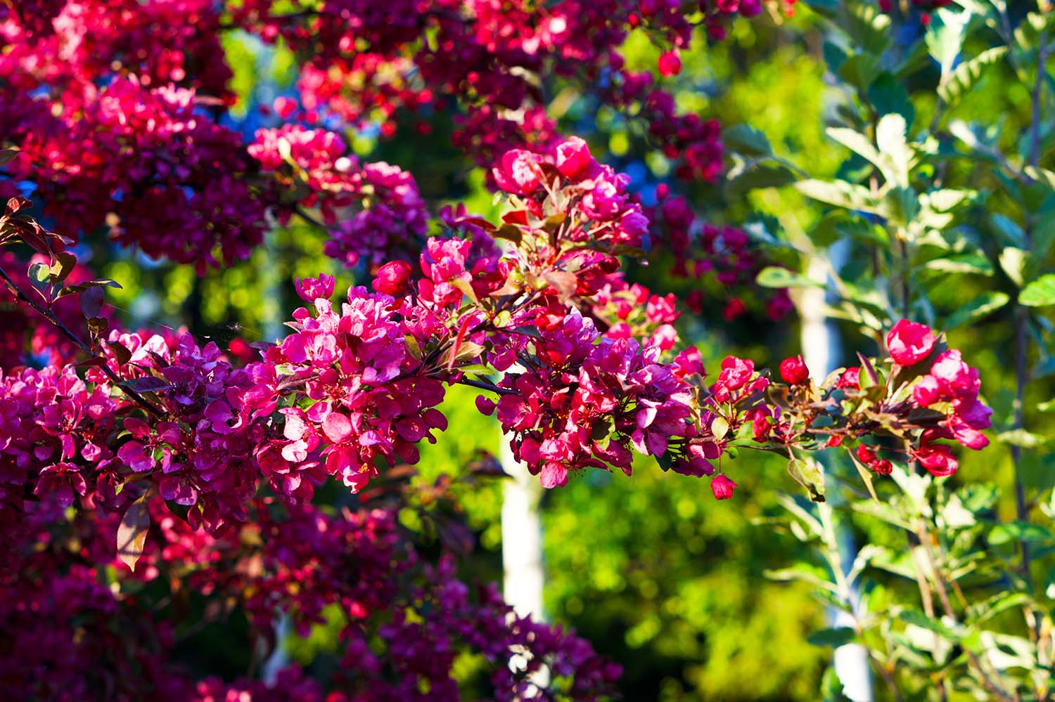 Purpurapel hemma hos oss