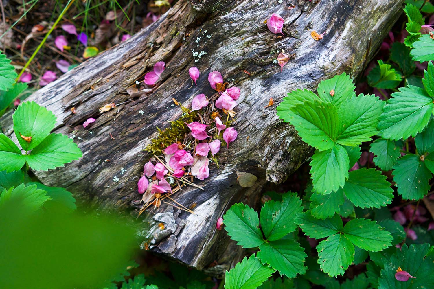 Purpurapel hemma hos oss