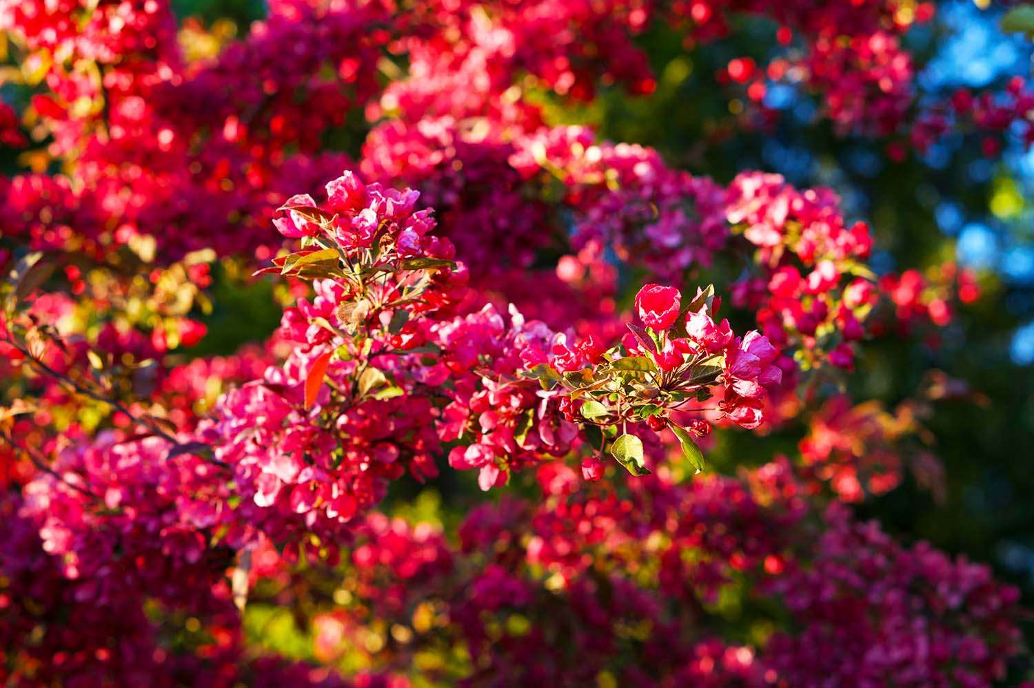 Purpurapel hemma hos oss