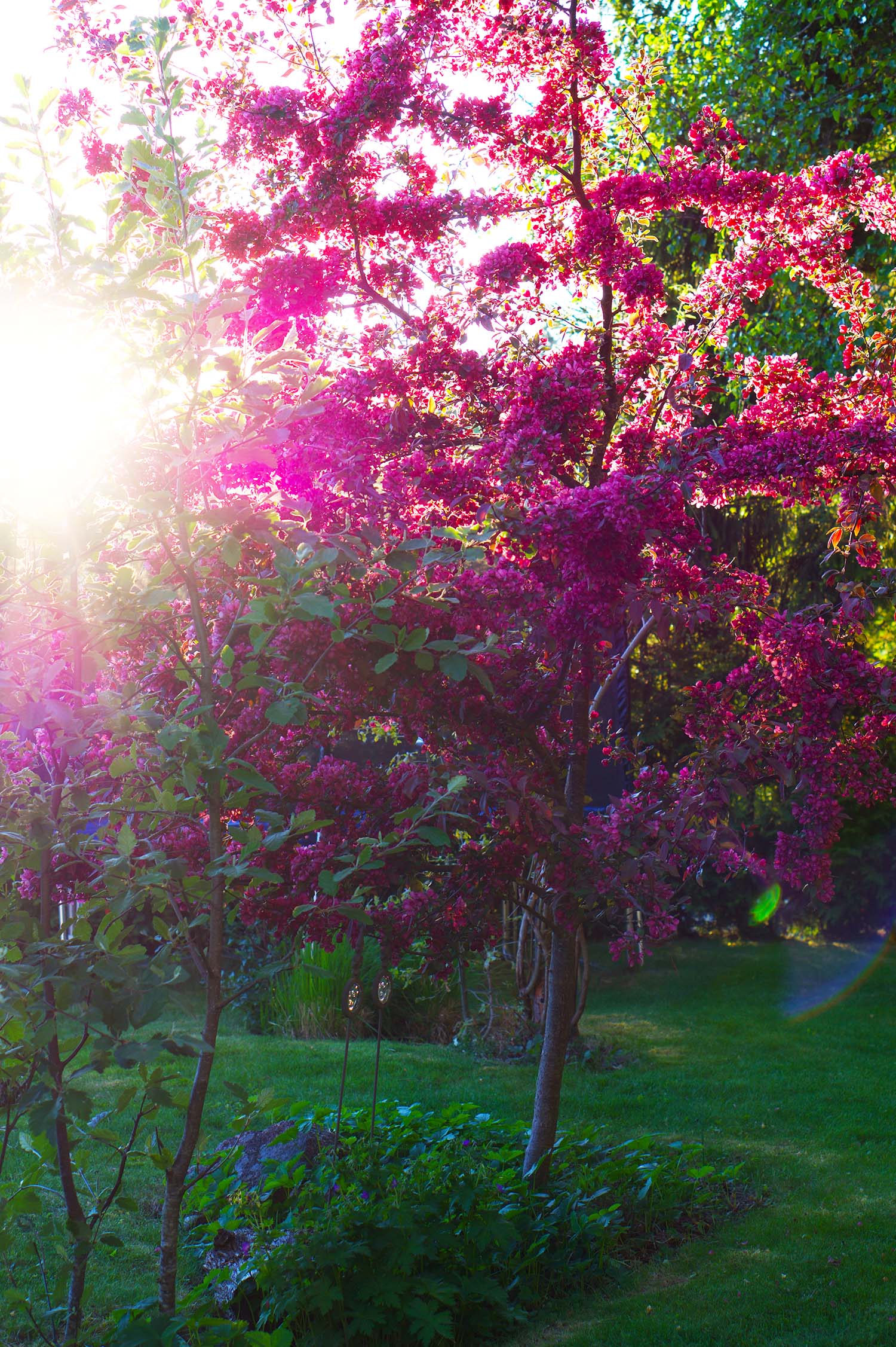 Purpurapel hemma hos oss