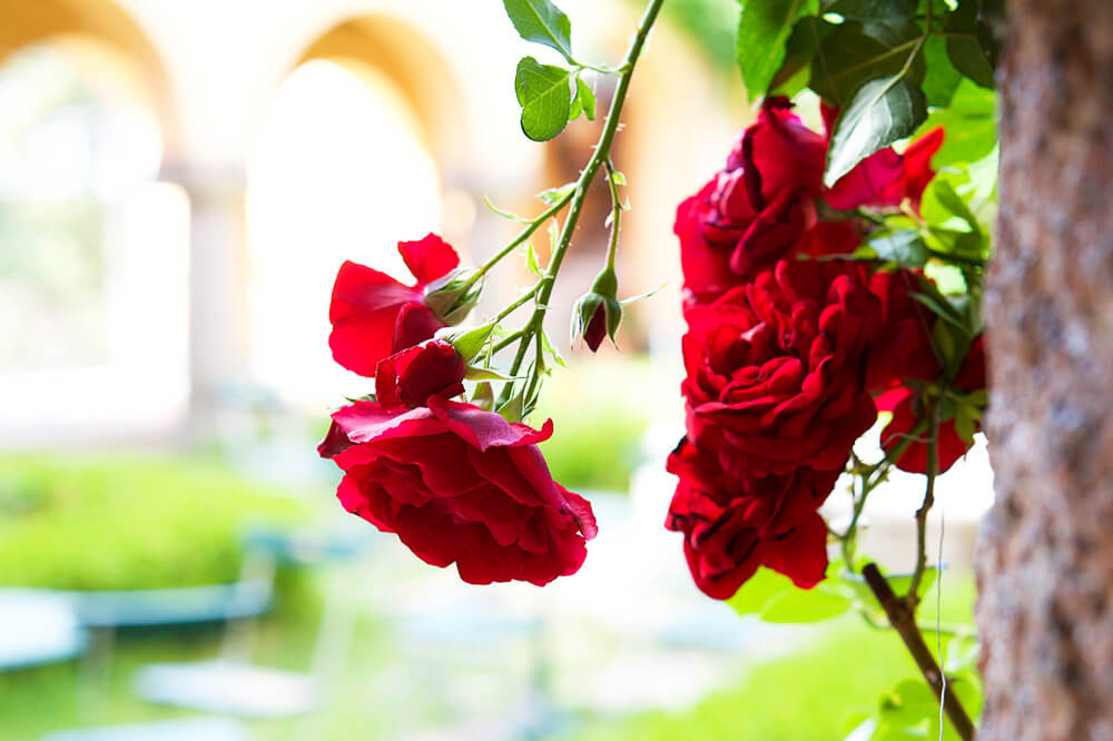 Röda rosor på Sigtunastiftelsen, Sigtuna