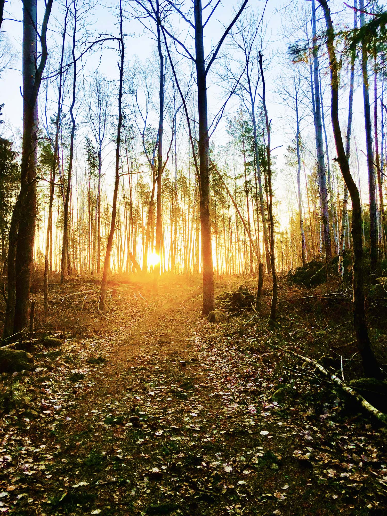 Rutiner att hålla fast vid - promenad i skogen i morgonsol