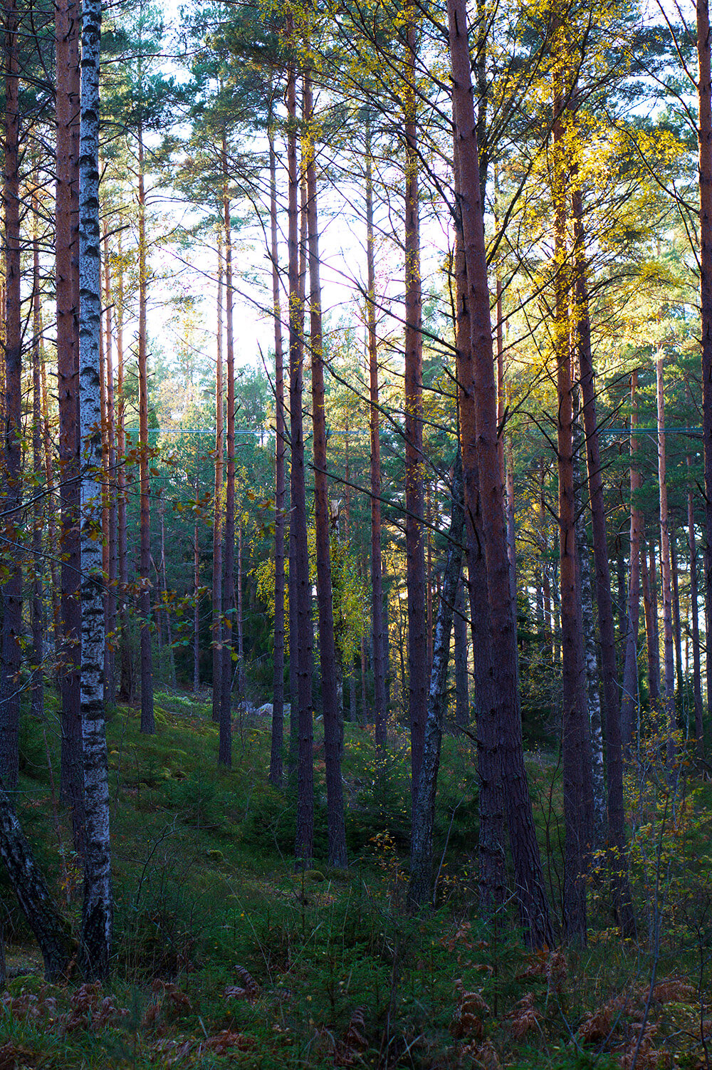 skogen i eftermiddagssol