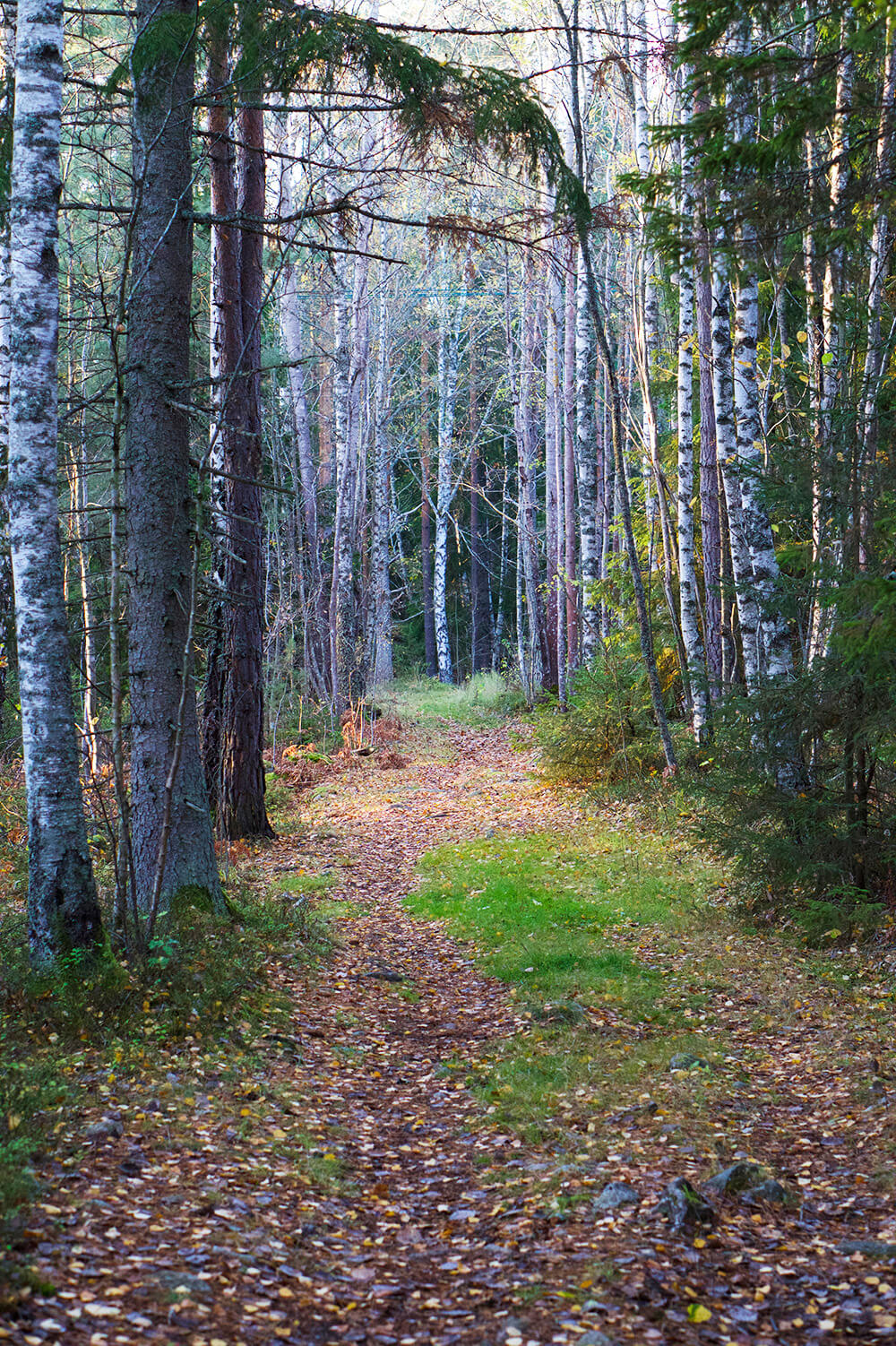 skogen i eftermiddagssol