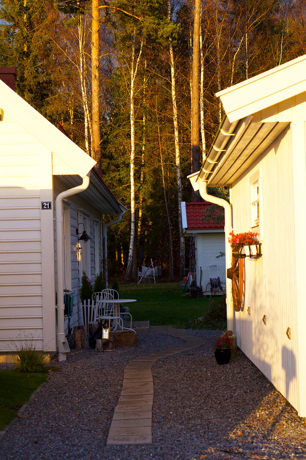 skogen i eftermiddagssol
