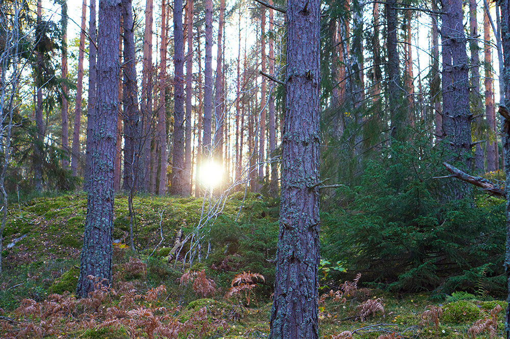 skogen i eftermiddagssol