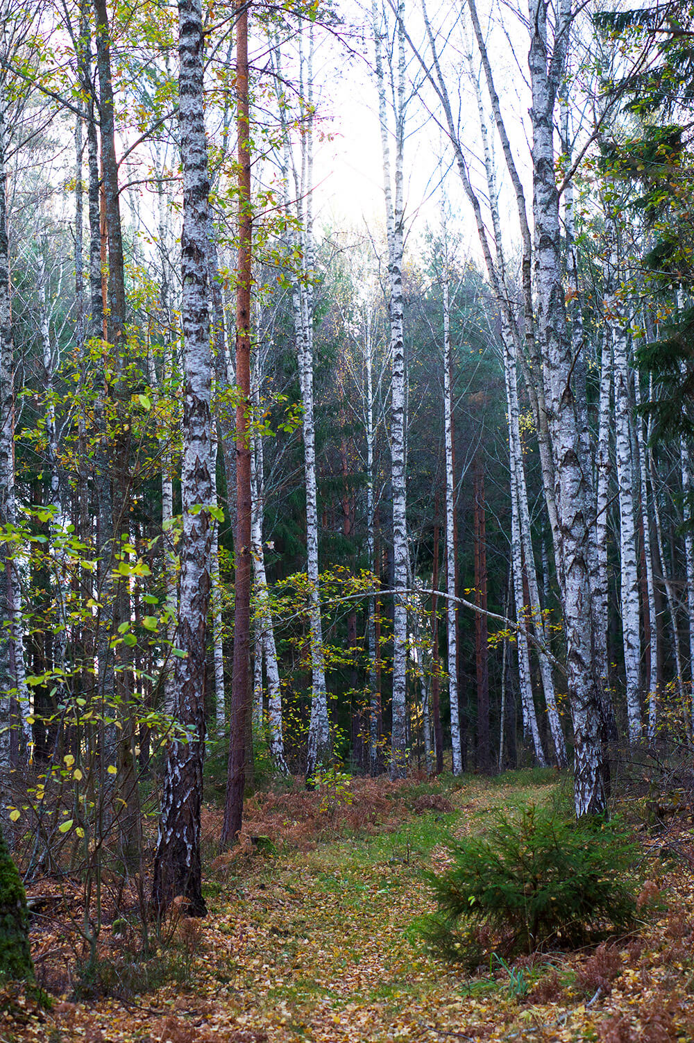 skogen i eftermiddagssol