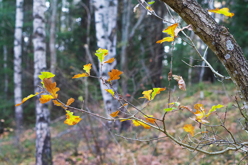 skogen i eftermiddagssol