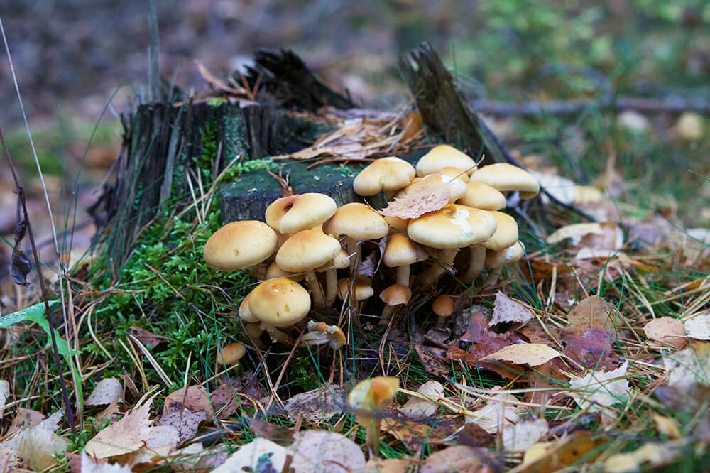 skogen i eftermiddagssol
