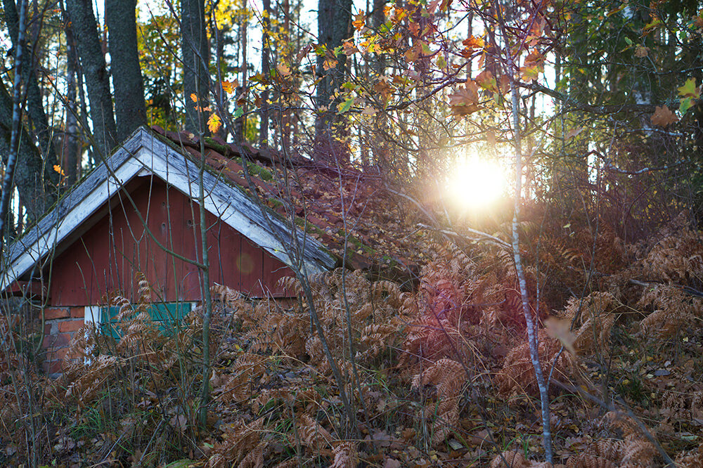 skogen i eftermiddagssol