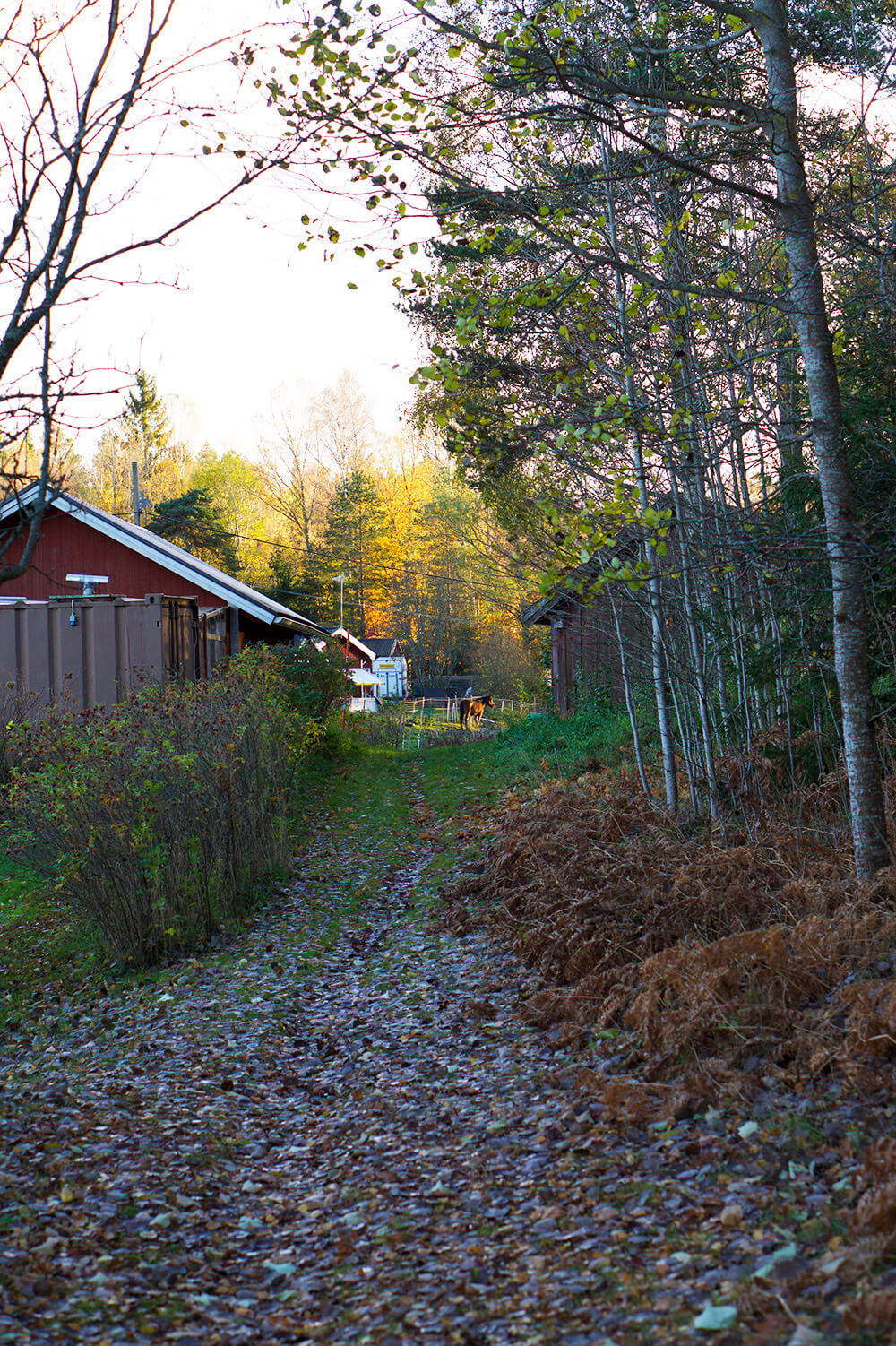 skogen i eftermiddagssol
