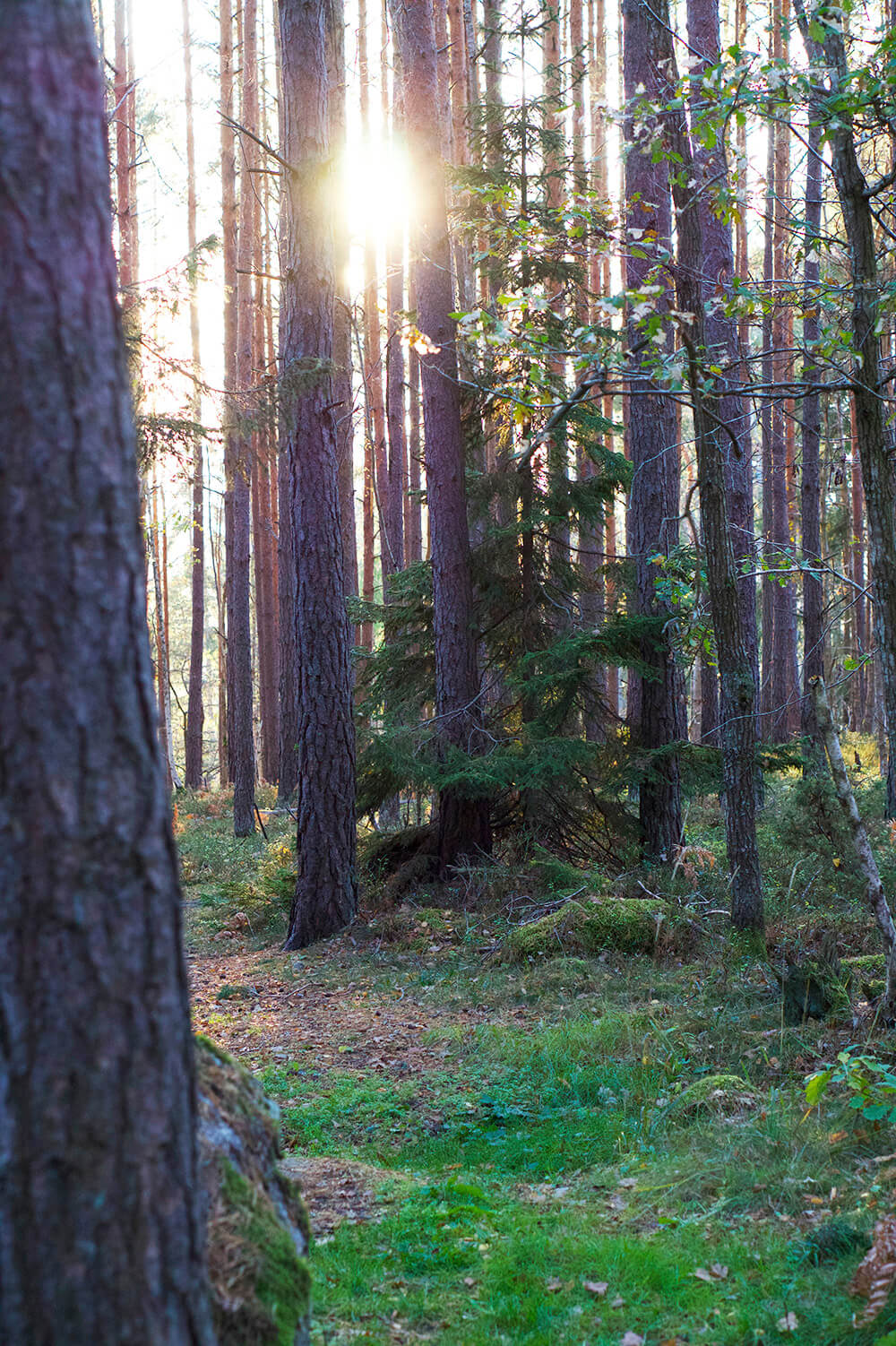 skogen i eftermiddagssol