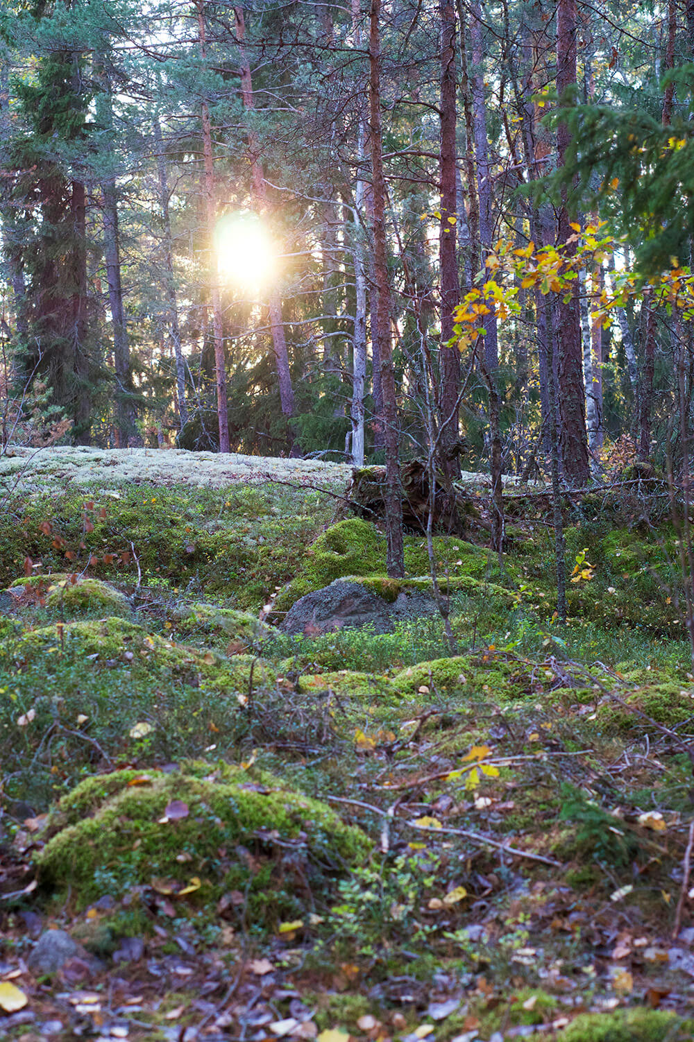 skogen i eftermiddagssol