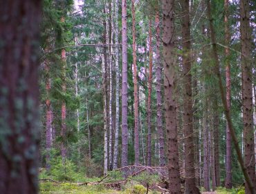 skogen-for-min-reflektion-1
