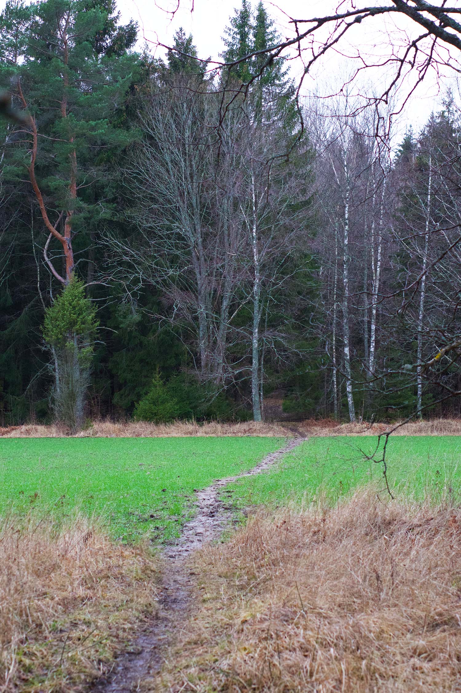Skogen - min plats för reflektion