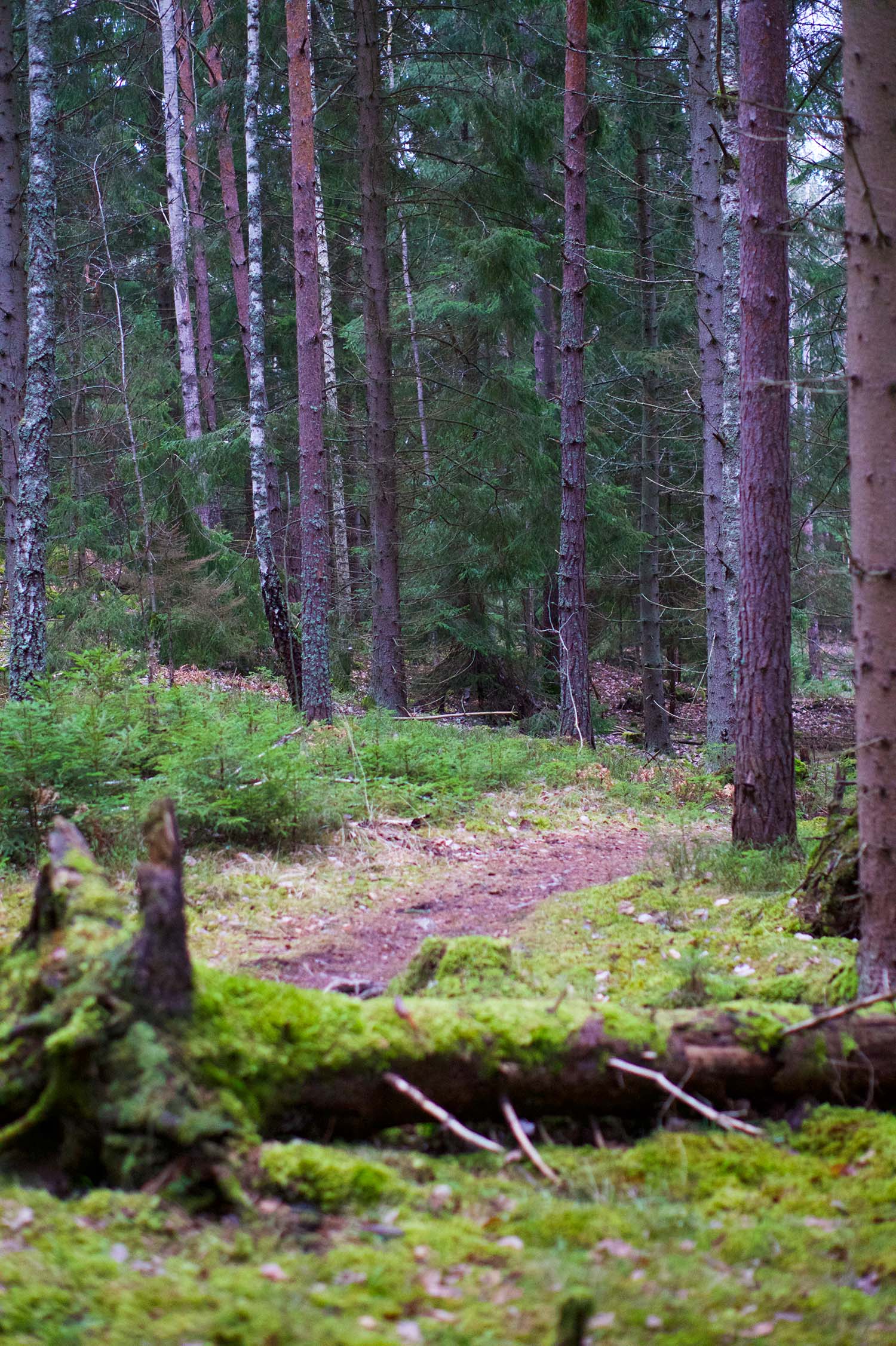 Skogen - min plats för reflektion