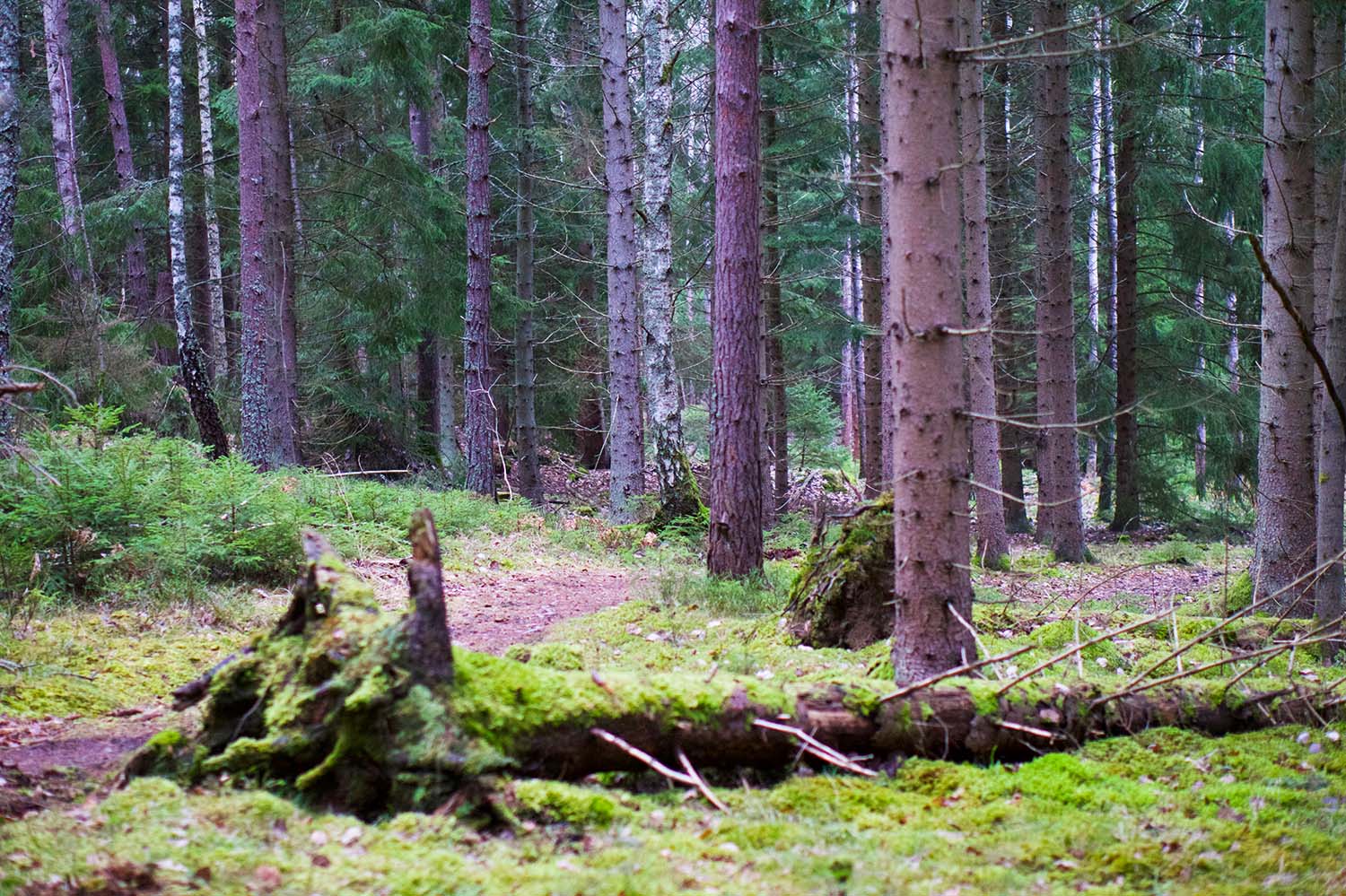 Skogen - min plats för reflektion