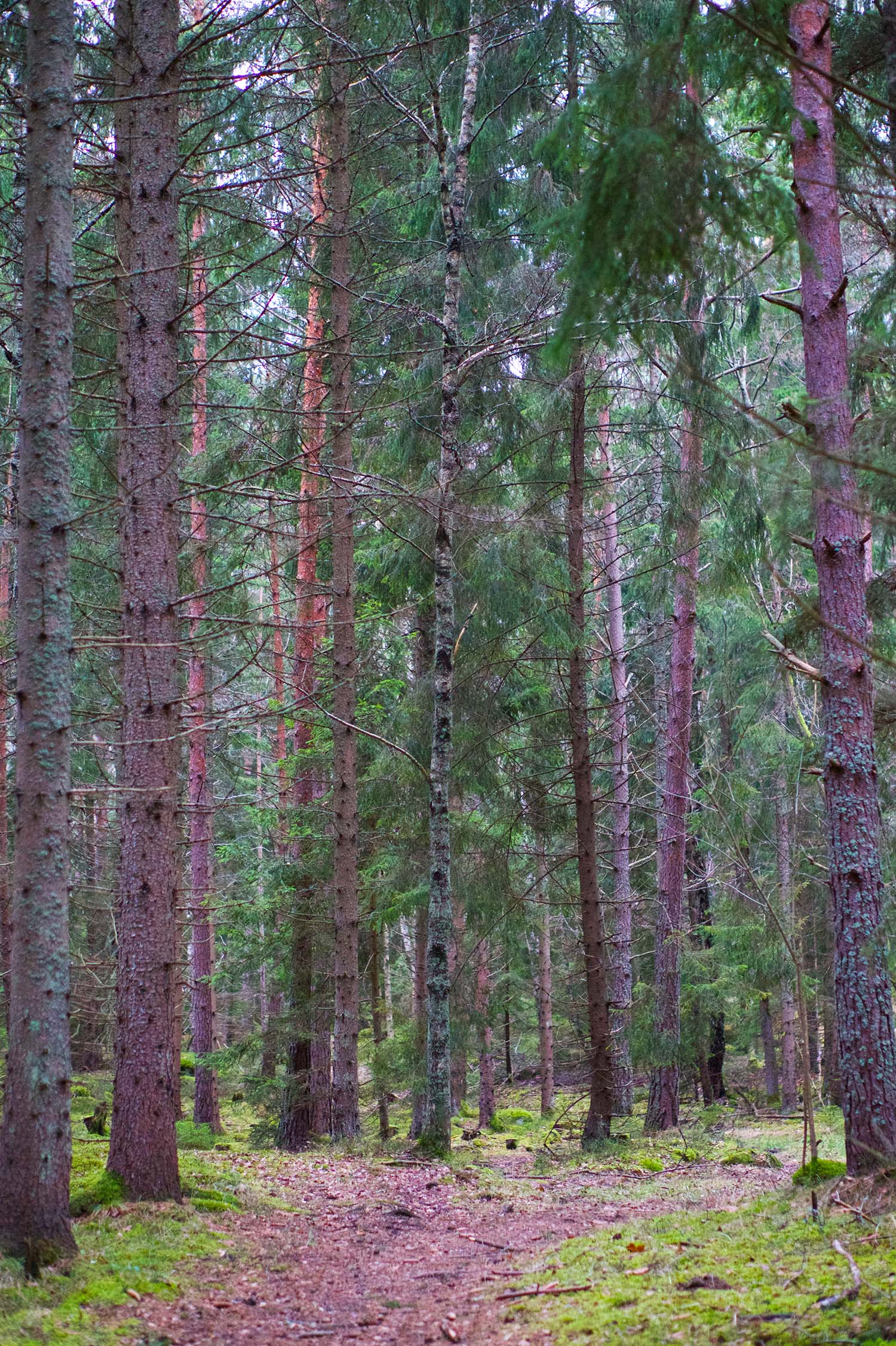 Skogen - min plats för reflektion