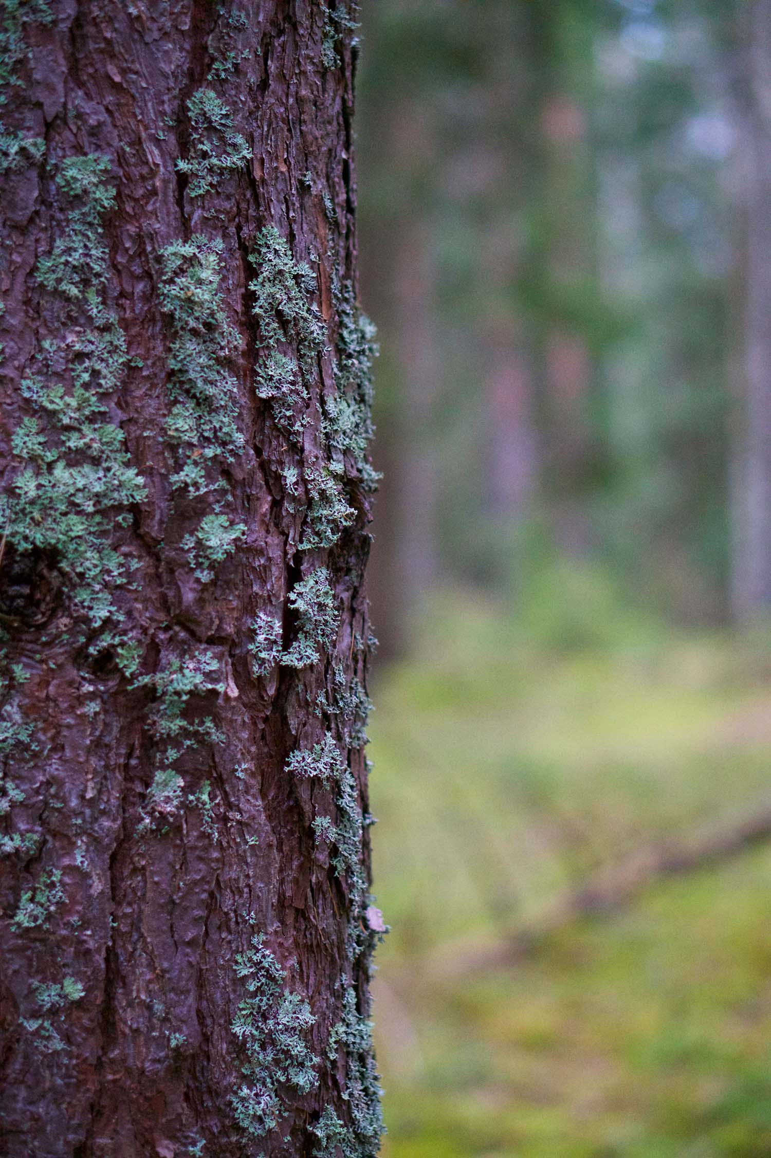 Skogen - min plats för reflektion