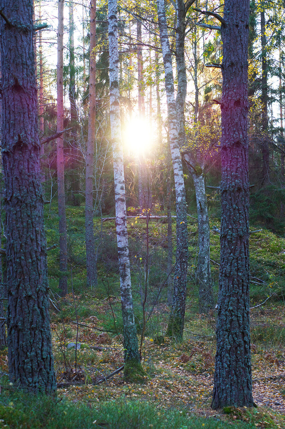 skog i eftermiddagsljus