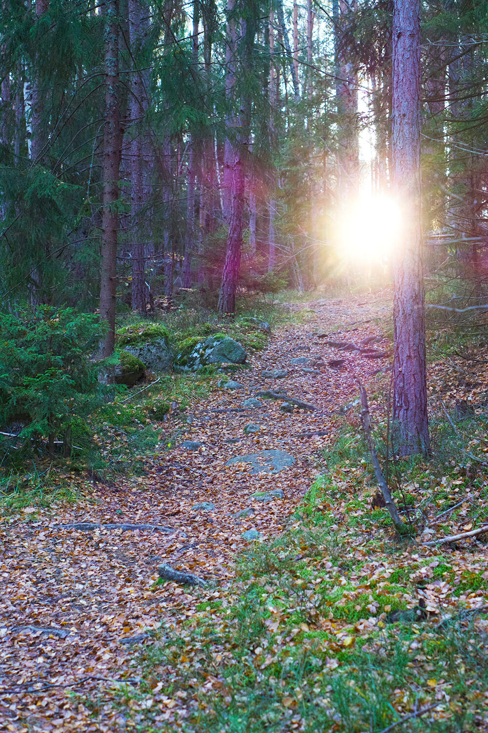 skog i eftermiddagsljus