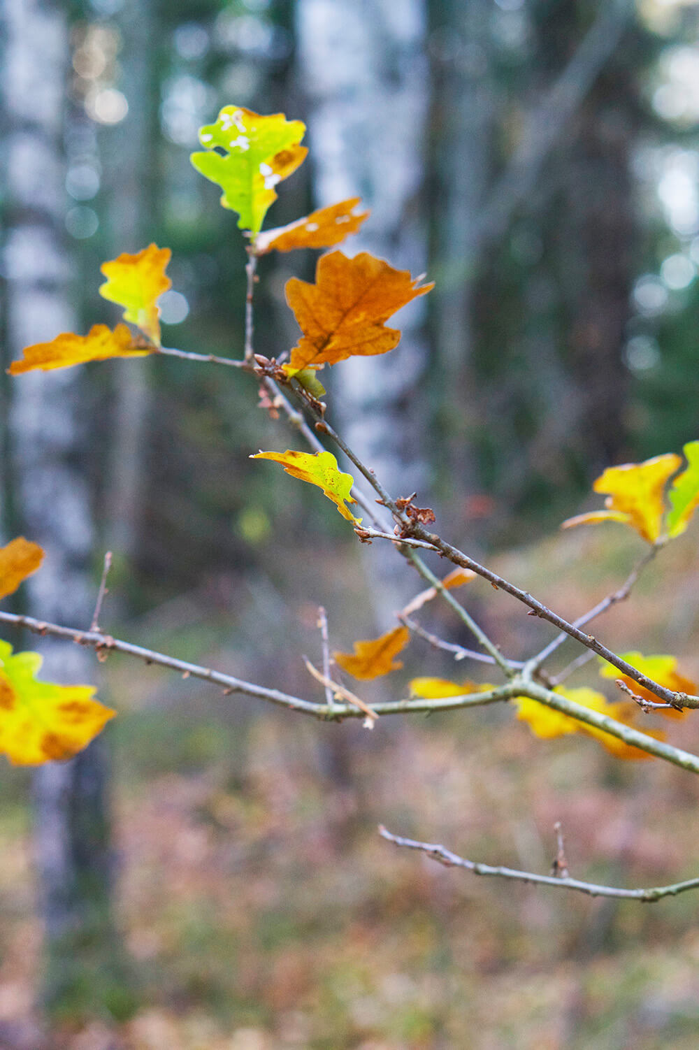 skog i eftermiddagsljus