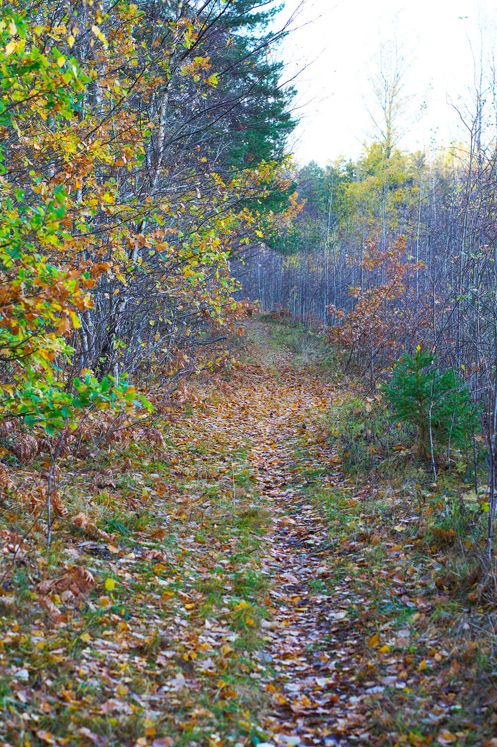 skog i eftermiddagsljus