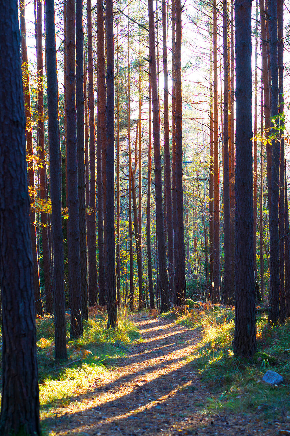 skog i eftermiddagsljus