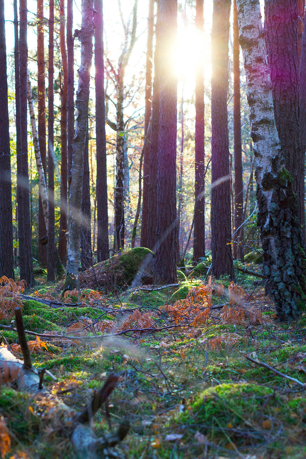skog i eftermiddagsljus