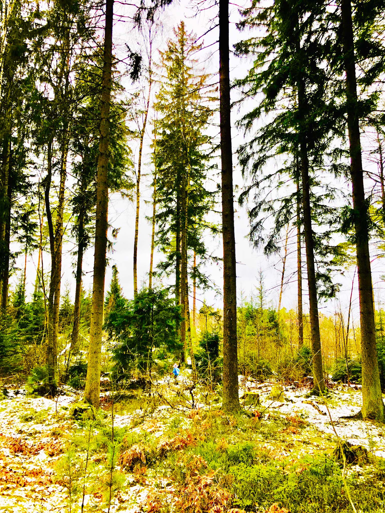 Skogen - reflektion och egentid