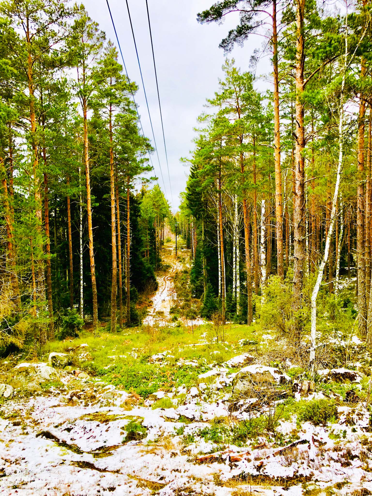 Skogen - reflektion och egentid